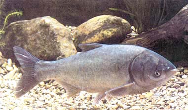 Hypophthalmichthys molitrix